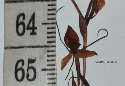 Habenaria diphylla, photographed by S.MORE