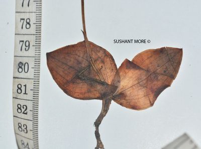 Habenaria diphylla, photographed by S.MORE