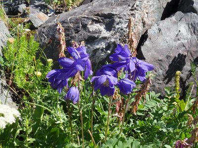 Aquilegia glandulosa, photographed by Алексей Логинов