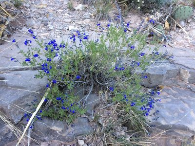 Salvia lycioides, photographed by Cecelia Alexander