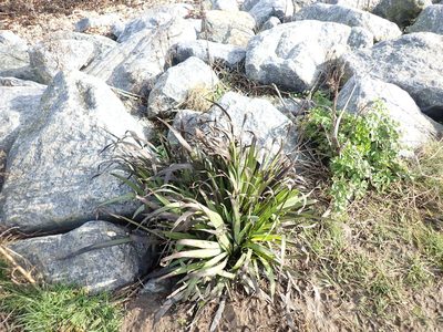 Sisyrinchium striatum, photographed by Robert H. Wardell