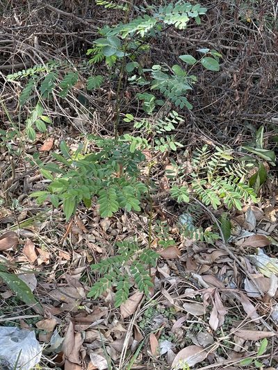 Adenanthera microsperma, photographed by Yj