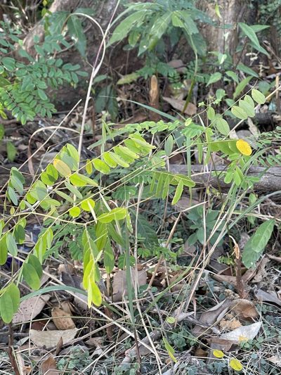 Adenanthera microsperma, photographed by Yj