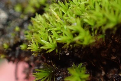 Cynodontium erosum, photographed by Nicola van Berkel