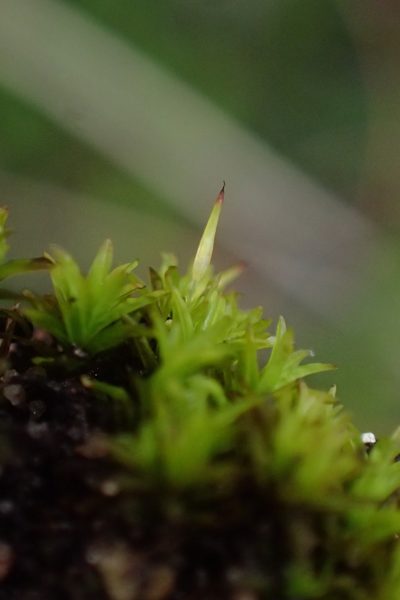 Cynodontium erosum, photographed by Nicola van Berkel