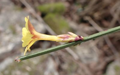 Jasminum nudiflorum, photographed by Jean-Paul Boerekamps