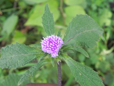 Phyllocephalum scabridum, photographed by S.MORE