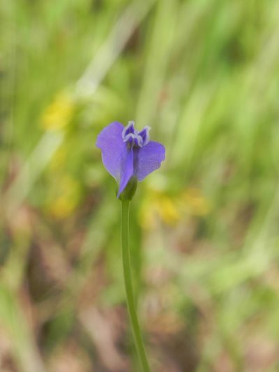 Burmannia pusilla, photographed by S.MORE