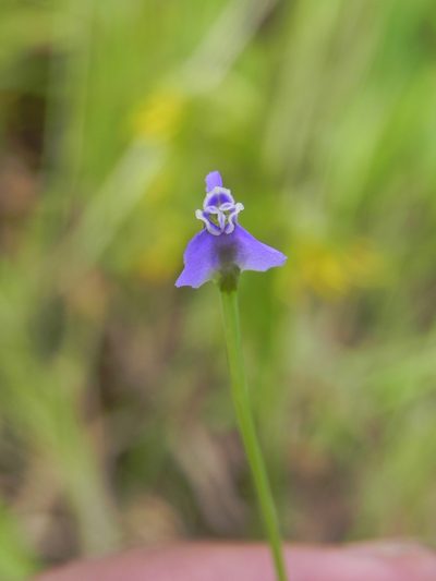 Burmannia pusilla, photographed by S.MORE