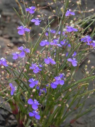 Murdannia semiteres, photographed by S.MORE
