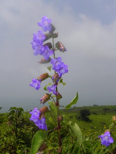 Strobilanthes reticulata, photographed by S.MORE