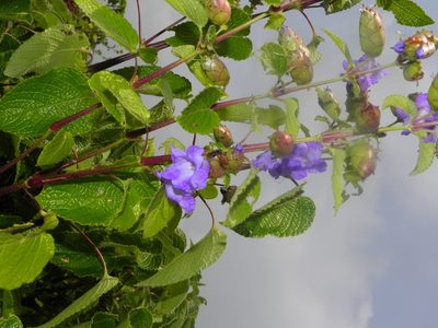Strobilanthes reticulata, photographed by S.MORE