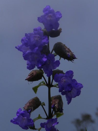 Strobilanthes reticulata, photographed by S.MORE