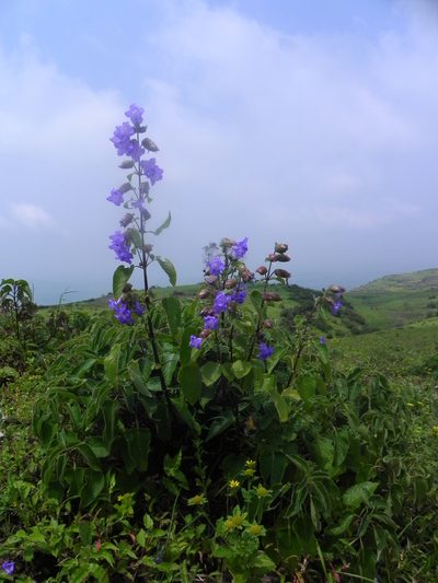 Strobilanthes reticulata, photographed by S.MORE