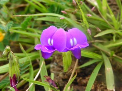 Smithia purpurea, photographed by S.MORE