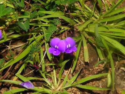 Smithia purpurea, photographed by S.MORE