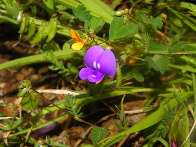 Smithia purpurea, photographed by S.MORE