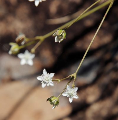 Alepidea duplidens, photographed by Tony Rebelo
