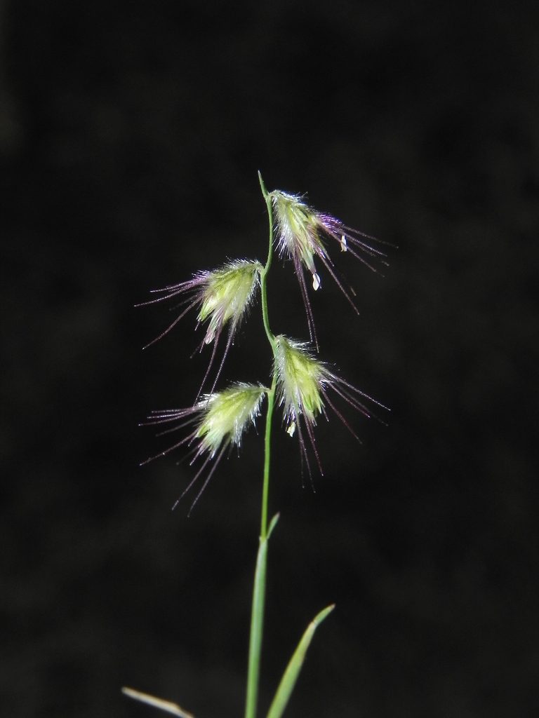 Melanocenchris jacquemontii, photographed by S.MORE