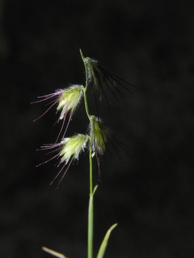 Melanocenchris jacquemontii, photographed by S.MORE