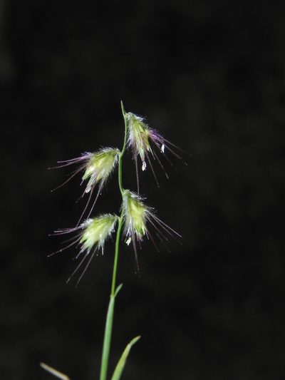 Melanocenchris jacquemontii, photographed by S.MORE