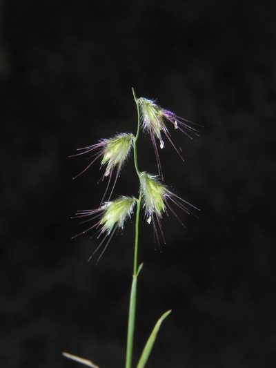 Melanocenchris jacquemontii, photographed by S.MORE
