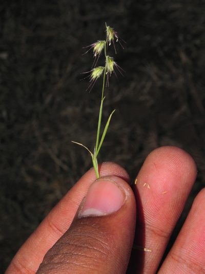 Melanocenchris jacquemontii, photographed by S.MORE