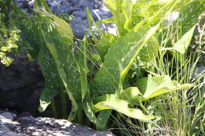 Zantedeschia albomaculata, photographed by Tony Rebelo