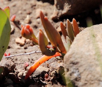 Delosperma scabripes, photographed by Tony Rebelo