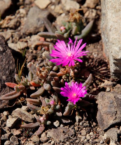 Delosperma scabripes, photographed by Tony Rebelo