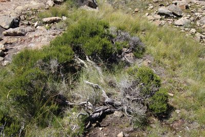 Cliffortia linearifolia, photographed by Tony Rebelo