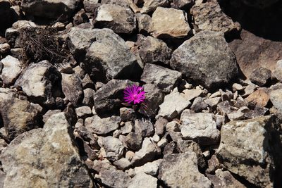 Delosperma basuticum, photographed by Tony Rebelo