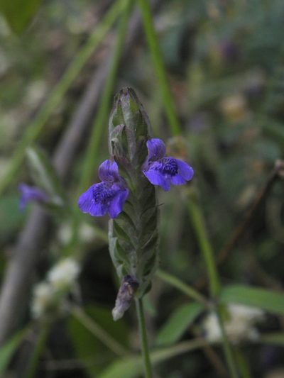 Rungia elegans, photographed by S.MORE