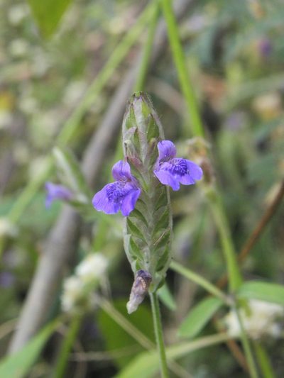 Rungia elegans, photographed by S.MORE