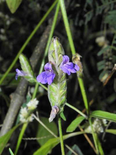 Rungia elegans, photographed by S.MORE