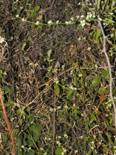 Rungia elegans, photographed by S.MORE