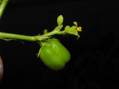 Jatropha glandulifera, photographed by S.MORE