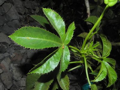 Jatropha glandulifera, photographed by S.MORE