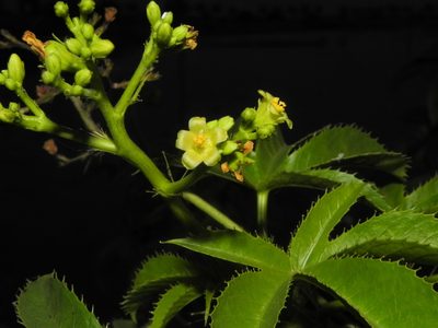 Jatropha glandulifera, photographed by S.MORE