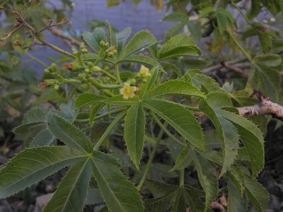 Jatropha glandulifera, photographed by S.MORE