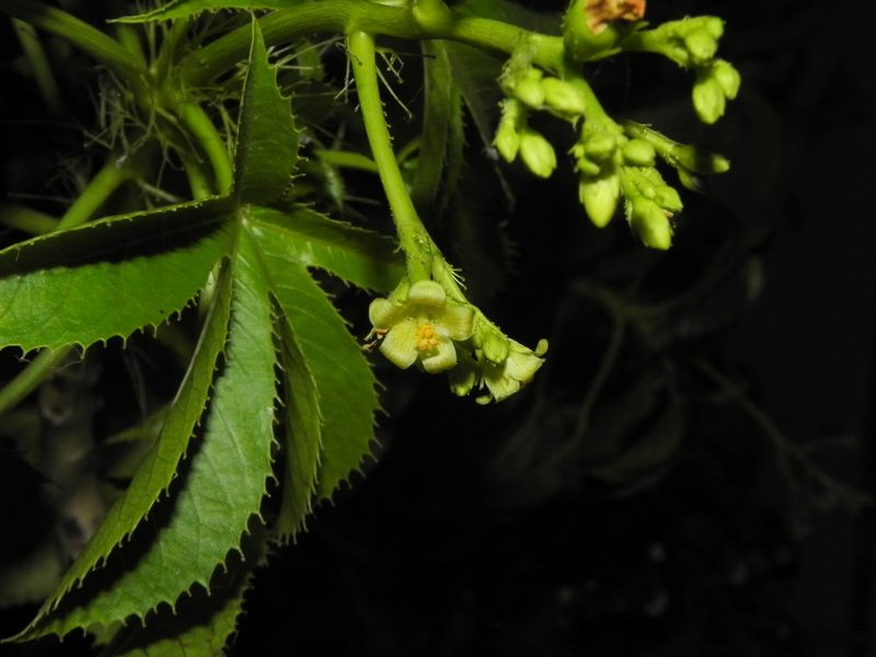 Jatropha glandulifera, photographed by S.MORE
