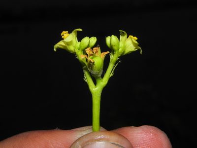 Jatropha glandulifera, photographed by S.MORE