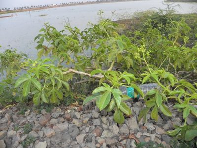 Jatropha glandulifera, photographed by S.MORE