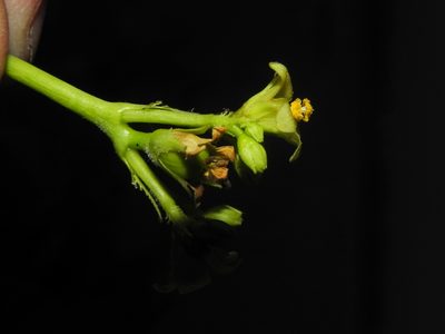 Jatropha glandulifera, photographed by S.MORE