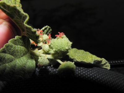 Chrozophora rottleri, photographed by S.MORE