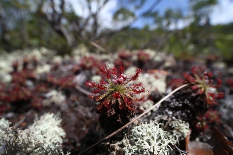 Drosera neocaledonica, photographed by Lennart Hudel