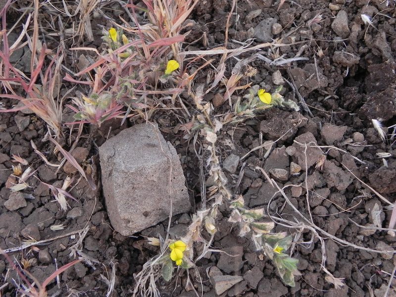 Crotalaria hebecarpa, photographed by S.MORE