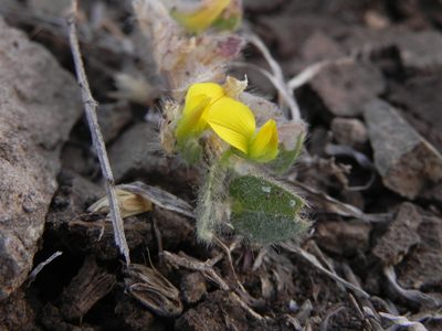 Crotalaria hebecarpa, photographed by S.MORE