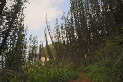 Araucaria columnaris, photographed by Lennart Hudel