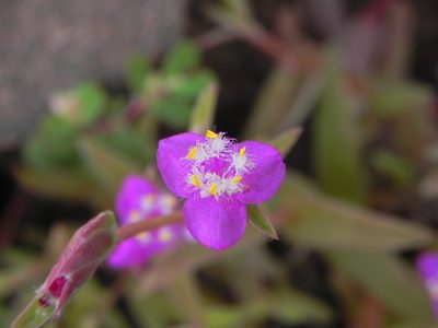 Cyanotis fasciculata, photographed by S.MORE